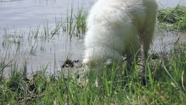 Samoyed Husky Shakes On The River Bank