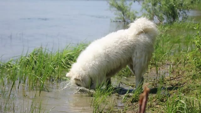 Samoyed Husky Playing In The Water On The River Bank
