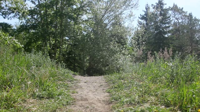 Samoyed Husky Running Towards The The Camera In A Forest