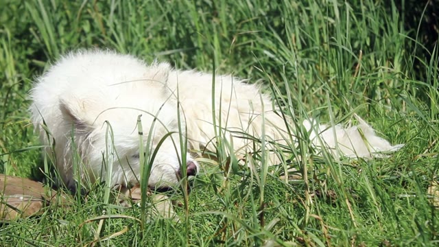 Samoyed Husky Lying In The Grass And Chewing On A Piece Of Wood
