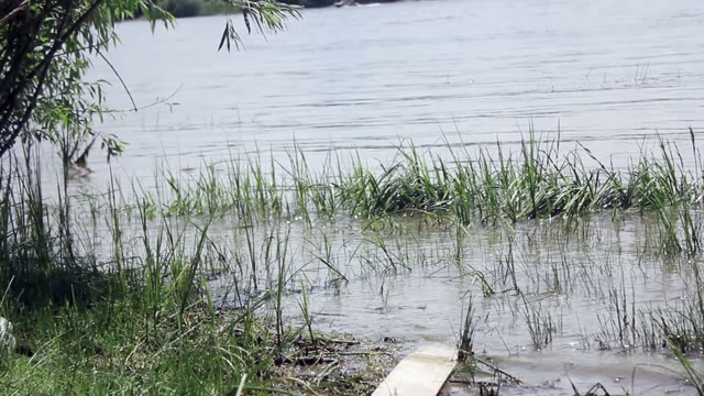 Samoyed Husky On The Shores Of The River