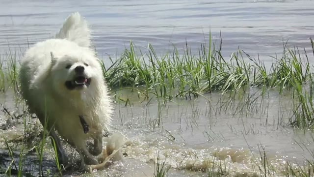 Samoyed Husky Running On The Water In The River And Playing