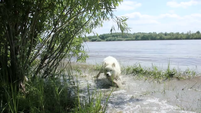 Samoyed Husky Running On The Water In The River And Playing