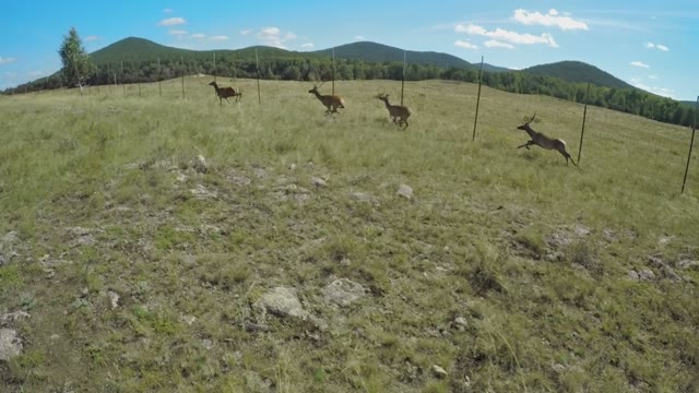 Group Of Young Deer Running Across The Field