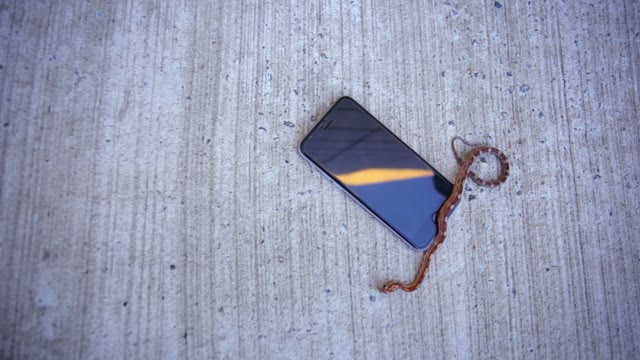 Snake Crawling On The Phone