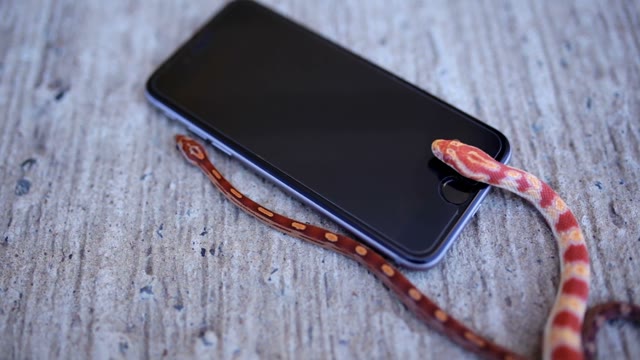 Snake Crawling On The Phone