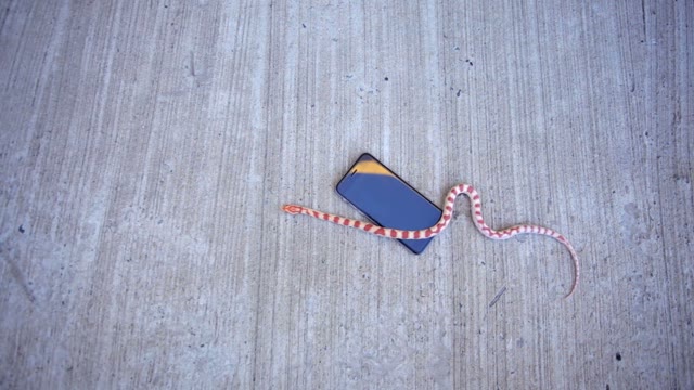 Snake Crawling On The Phone
