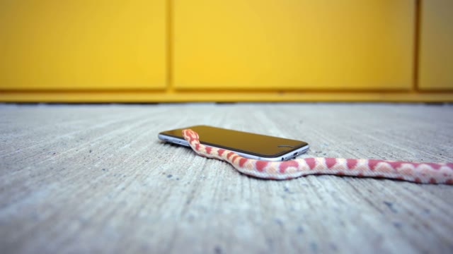 Snake Crawling On The Phone