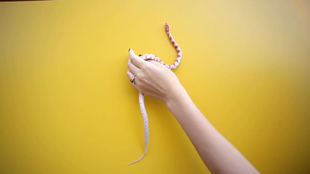 Snake Crawls And Wriggles On The Arm