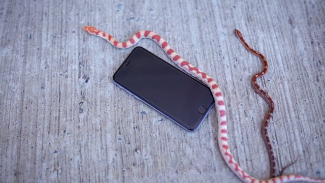 Snake Crawling On The Phone