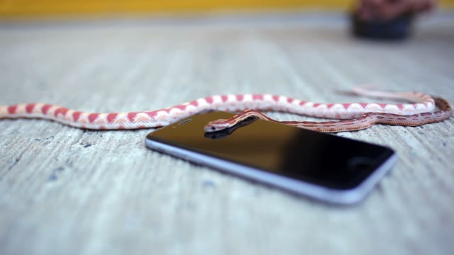 Snake Crawling On The Phone