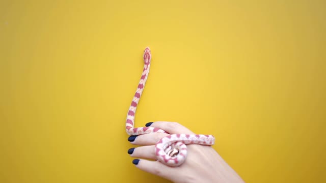 Snake Crawls And Wriggles On The Arm