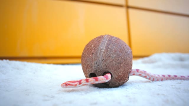 Snake Crawling In The Coconut