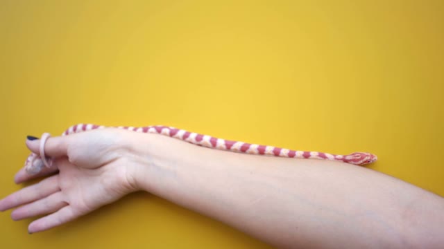 Snake Crawls And Wriggles On The Arm