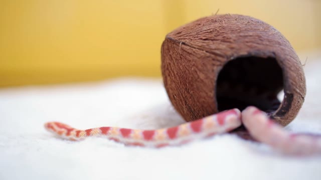 Snake Crawling In The Coconut