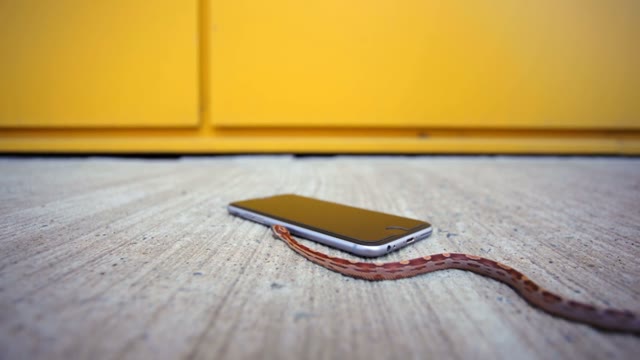 Snake Crawling On The Phone