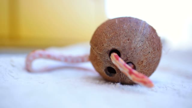 Snake Crawling In The Coconut