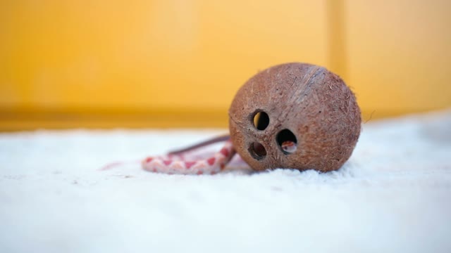 Snake Crawling In The Coconut