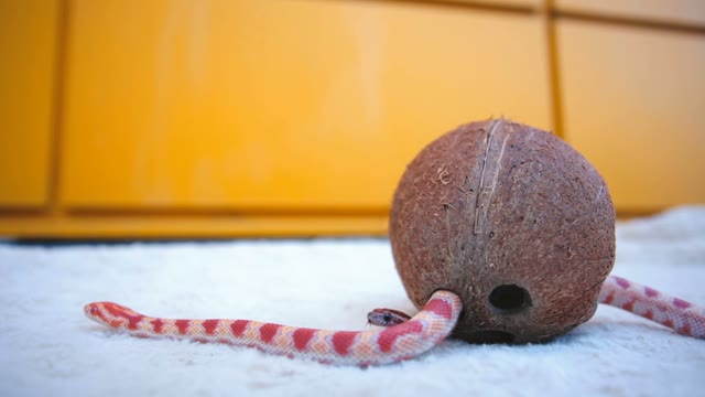 Snake Crawling In The Coconut