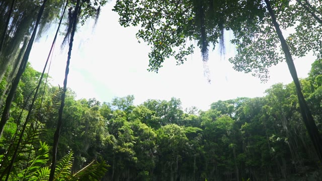 A Pond Surrounded By Green Trees And Rocks