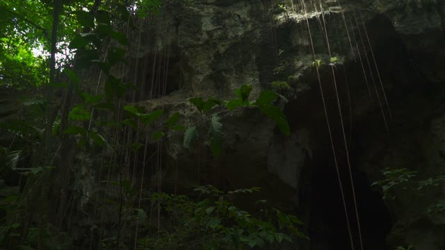 Entrance To A Large Cave. Around A Lot Of Green Trees