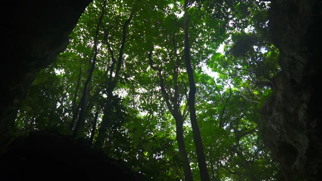 From The Cave Form Of Green Trees