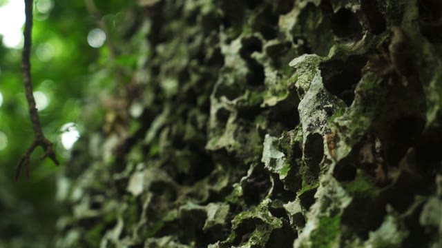 The Camera Takes A Small Rock On A Background Of Trees