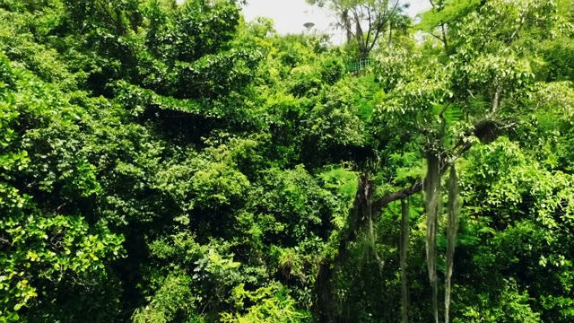 The Camera Falls Down Along The Green Trees