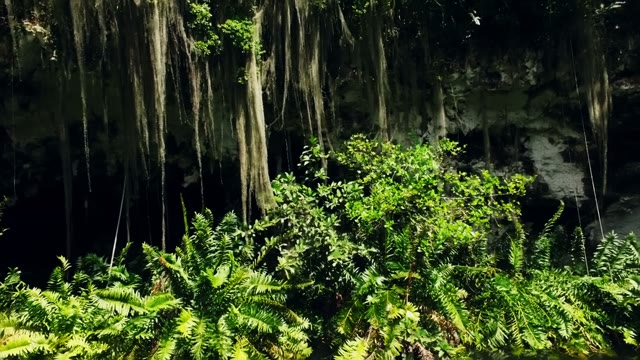 The Camera Approaches The Bushes Near The Cave