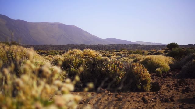 Small Bushes On A Background Of Mountains