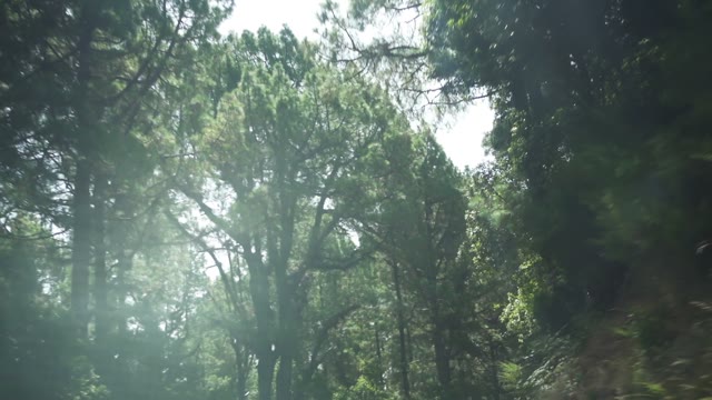 The Car Goes On The Road In The Forest
