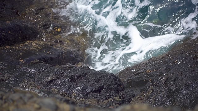 Crab Crawling On The Stone Shore