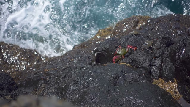 Small Crab Crawling On The Shore