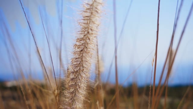 The Camera Shoots High Yellow Grass On A Background Of The Blue Sea