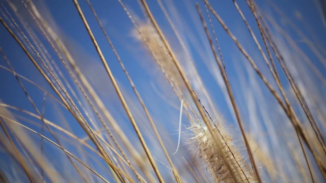 High Yellow Grass On A Background Of The Blue Sea