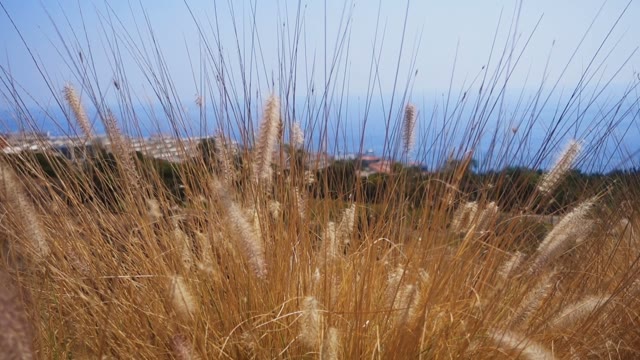 High Yellow Grass On A Background Of The Beautiful Blue Sea