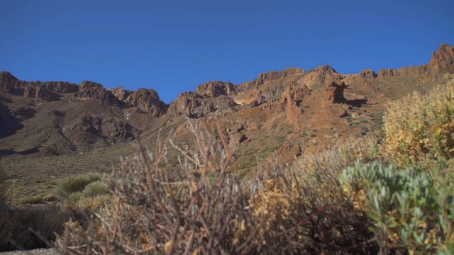 Camera Shoots Bushes