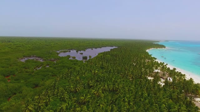 View From Quadrocopters A Huge Palm Forest And The Coast With White Sand