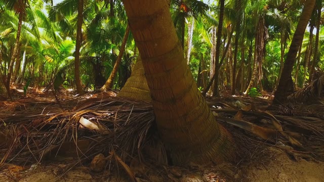 The Trunks Of The Palm Trees In The Wilds Of The Rainforest