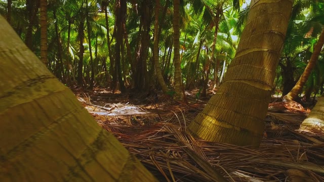 View From The Drone On The Trunks Of Palm Trees In The Wilds Of The Rainforest