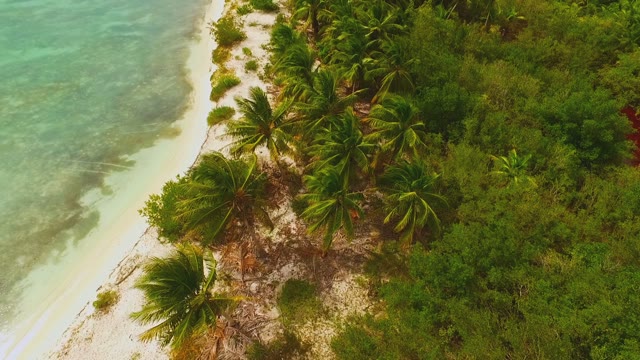 Quadrocopters View Of Palm Trees And Deserted Beach