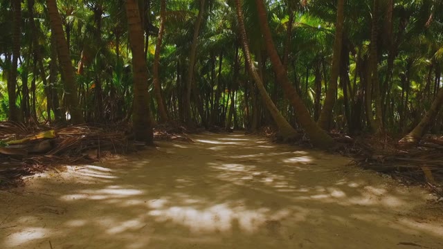 The Path In A Huge Tropical Palm-tree Forest In The Shadows