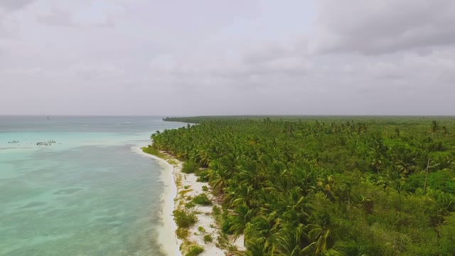 Sunny Day On A Deserted Beach Among Palm Forest View Quadrocopters