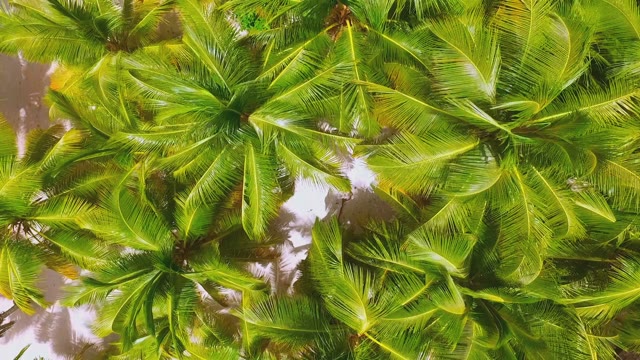 Palm Trees In The Wind On An Incredibly Beautiful Island