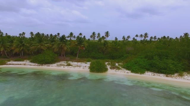 View From The Drone On A Huge Thick Forest Of Palm Trees On The Island