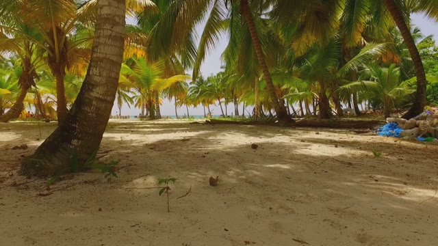 The Golden Sandy Beach And Green Palms