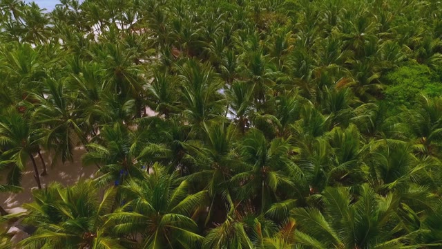 View From The Drone Of The Tropical Palm Forest