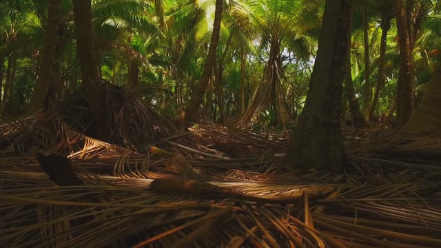 In The Depths Of The Tropical Forests Of Palm Trees