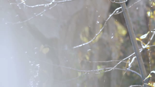 Branches Of A Tree On The Web Close-up