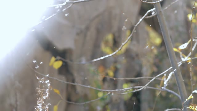 Tree In A Web Close-up